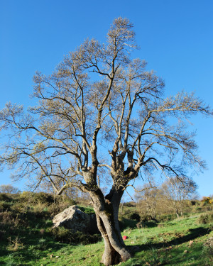 Foto Frassino di Caronia 5