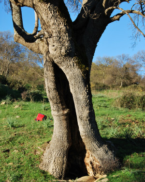 Foto Frassino di Caronia 5