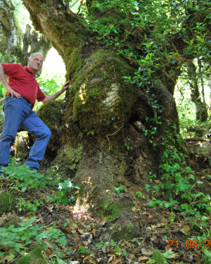 Foto Frassino di Monte Cedro