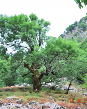 Foto Frassino di Monte Cedro