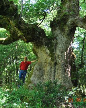 Foto Acero di Monte Cedro 1