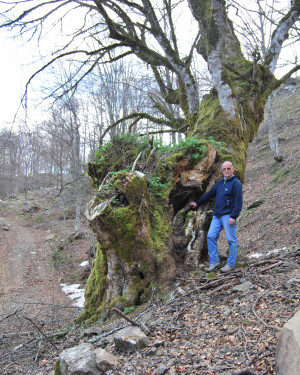 Foto Acero di Serra Tripodo 1