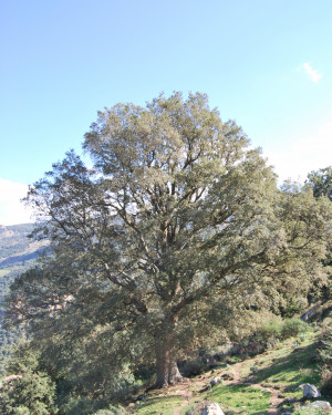 Foto Cerrosughera del Fughetto