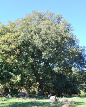 Foto Sugherella minore di Serra Travetto