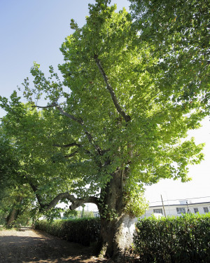 Foto Platano di Villa Gualdo N. 1