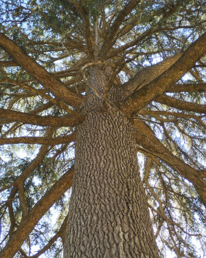 Foto Cedri del Belvedere