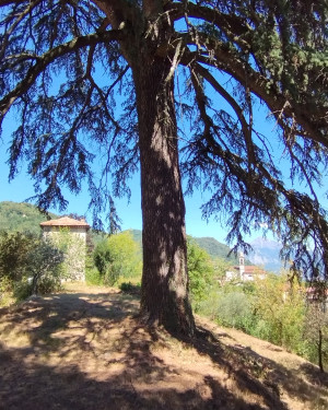 Foto Cedri del Belvedere