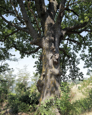 Foto Quercia di Bersaglio