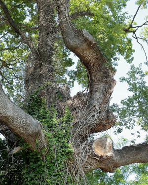 Foto Quercia Contorta di Monte del Prete