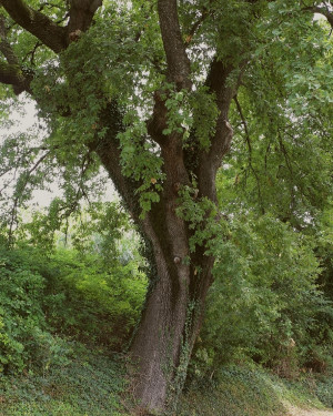 Foto Quercia di Osteria Nuova n. 1