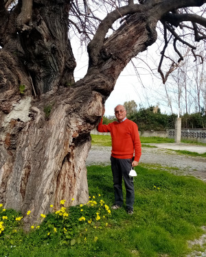 Foto Gelso di Contrada Galice