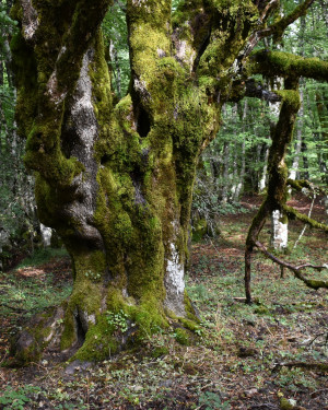 Foto Acero campestre 2 di Bosco Mangalavite