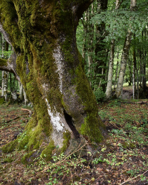 Foto Acero campestre 2 di Bosco Mangalavite