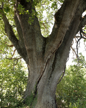 Foto Quercia dei Velini