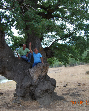 Foto Quercia di Contrada Segheria