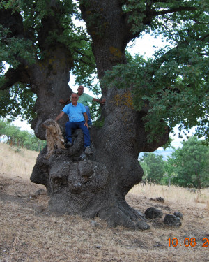 Foto Quercia di Contrada Segheria