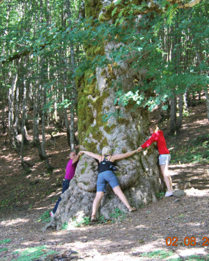 Foto Acerone di Monte Soro