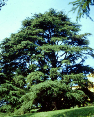 Foto Cedro di Villa Simonetti