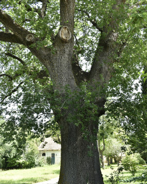 Foto Roverella di Villa Castiglioni