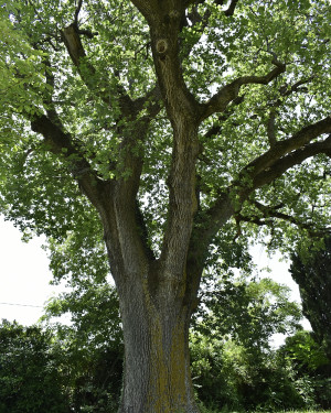 Foto Roverella di Villa Castiglioni