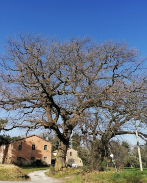 Foto Quercia Pierigè n. 1