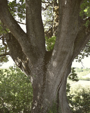 Foto Quercia dei Velini