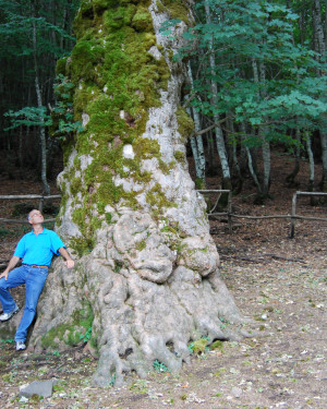 Foto Acerone di Monte Soro