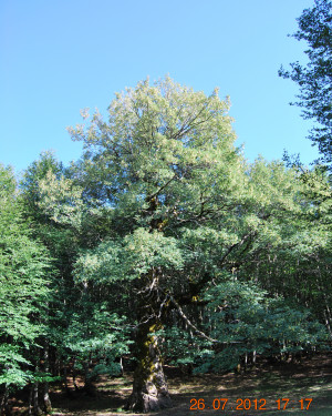 Foto Acerone di Monte Soro