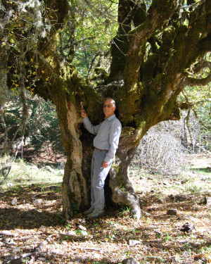 Foto Acero campestre 2 di Foresta Vecchia