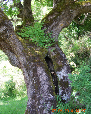 Foto Acero campestre di C/da Perrera