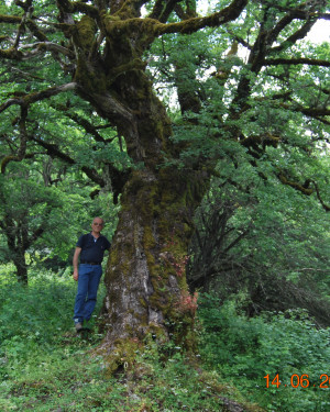 Foto Acero campestre