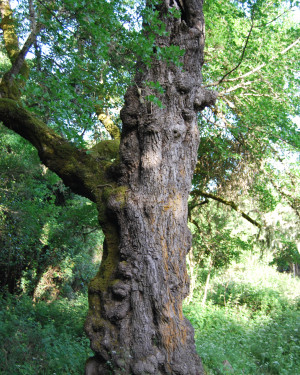 Foto Acero campestre di Contrada Corvotto N. 1