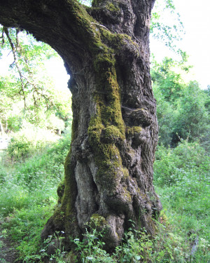 Foto Acero campestre di Contrada Corvotto N. 1