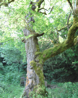 Foto Acero campestre di Contrada Corvotto N. 1