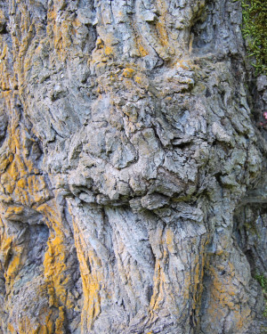 Foto Acero campestre di Contrada Corvotto N. 1