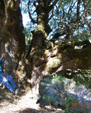 Foto Acero campestre di Contrada La Nespola