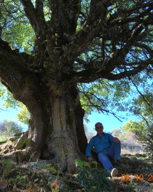 Foto Acero campestre di Contrada La Nespola