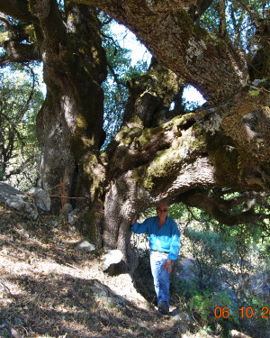 Foto Acero campestre di Contrada La Nespola