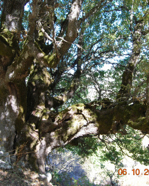 Foto Acero campestre di Contrada La Nespola