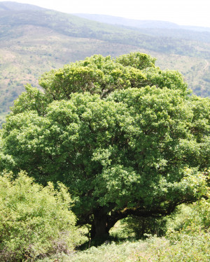 Foto Acero campestre di Contrada La Nespola