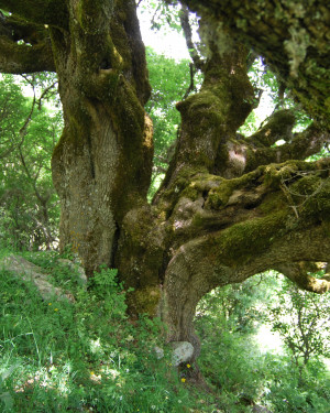 Foto Acero campestre di Contrada La Nespola