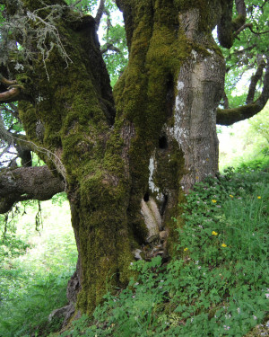 Foto Acero campestre di Contrada La Nespola