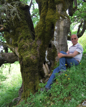 Foto Acero campestre di Contrada La Nespola