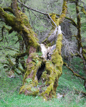 Foto Acero campestre 4 di Bosco Mangalavite