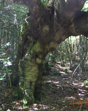 Foto Faggio di Monte Cedro