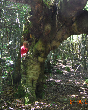 Foto Faggio di Monte Cedro