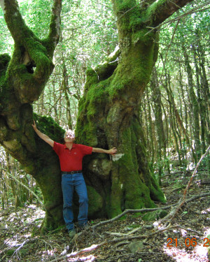 Foto Faggio di Monte Cedro