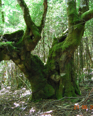 Foto Faggio di Monte Cedro