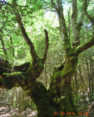 Foto Faggio di Monte Cedro