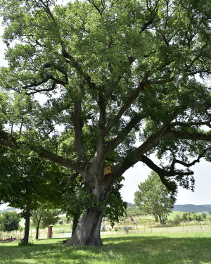 Foto Quercia di Berta